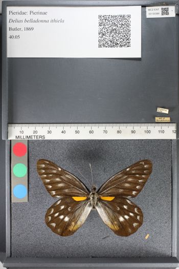 Media type: image;   Entomology 130386